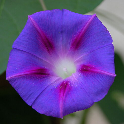 3 graines de ipomée pourpre, ipomoea purpurea
