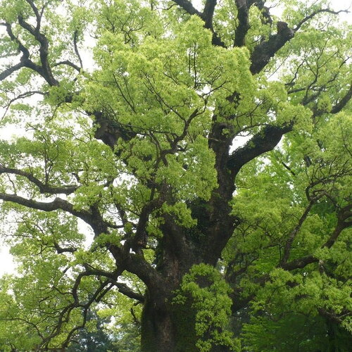 5 graines de camphrier, cinnamomum camphora, arbre à camphre, bois de shiu, laurier de chine