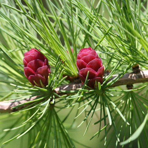 3 graines de mélèze d'amérique, mélèze laricin, larix laricina