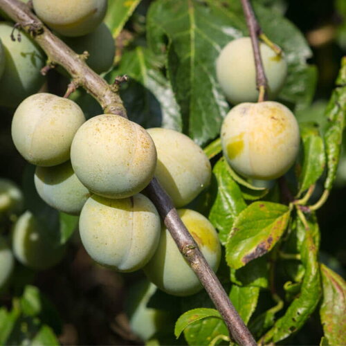 3 graines de prunier reine claude, prunus domestica &quot;reine claude&quot;