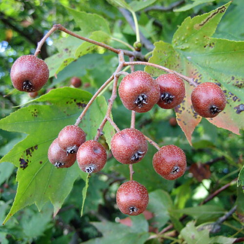 5 graines de sorbus torminalis, alisier torminal, alisier des bois, sorbier torminal