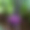 50 graines de chou rave violet delikatess blauer