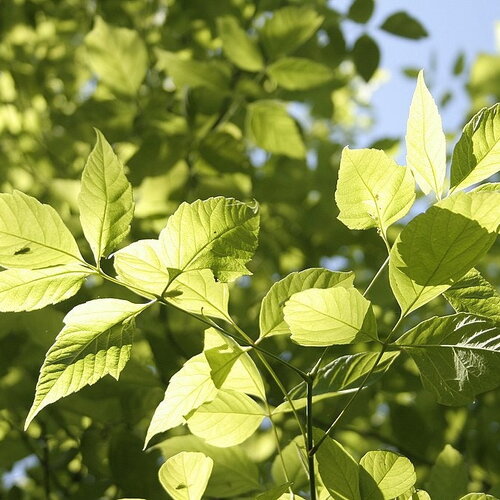 3 graines acer negundo, érable negundo, érable négondo