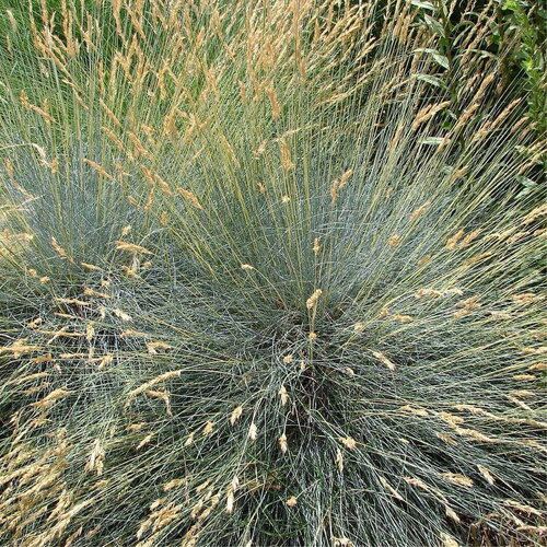 50 graines de festuca glauca blue select, fétuque bleue