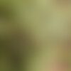 10 graines de pin des canaries, pinus canariensis