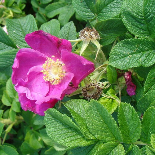 15 graines de rosier rugueux rouge, rosa rugosa var. rubra