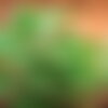 50 graines ashwagandha, withania somnifera, ginseng indien