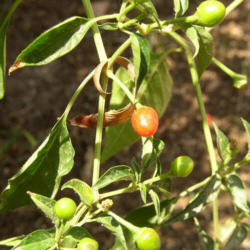 5 graines de capsicum annuum, glabriusculum &quot;tepin&quot;, piment oiseau, piment très fort