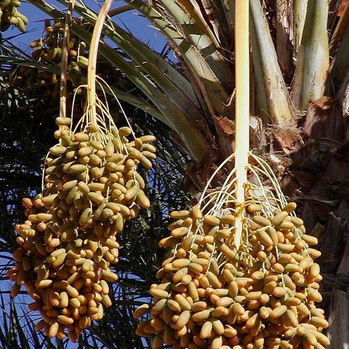 3 graines phoenix dactylifera, palmier dattier