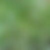 25 graines de carex pendula, laiche à épis pendants