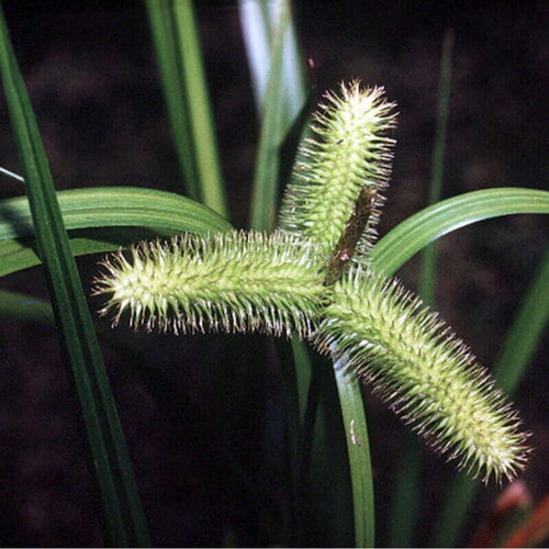 25 graines de carex comosa, carex à toupet
