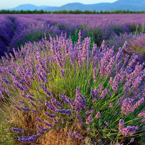 25 graines de lavande hidcote bleue, lavandula angustifolia hidcote blue strain