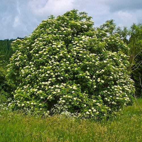 3 graines de sambucus nigra, sureau noir, grand sureau