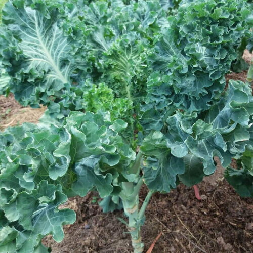 50 graines de chou mollier proteor, brassica oleracea var. medullosa