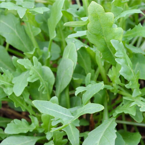 50 graines de roquette sauvage, diplotaxis tenuifolia