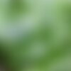 50 graines de laitue catalogna, lactuva sativa catalogna