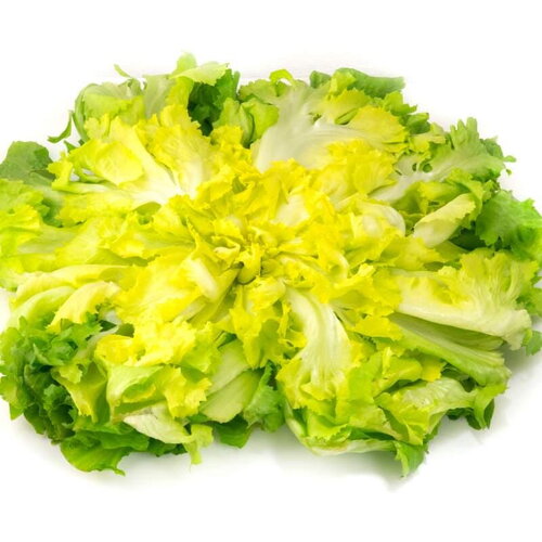 50 graines scarole frisée de ruffec, cichorium endivia