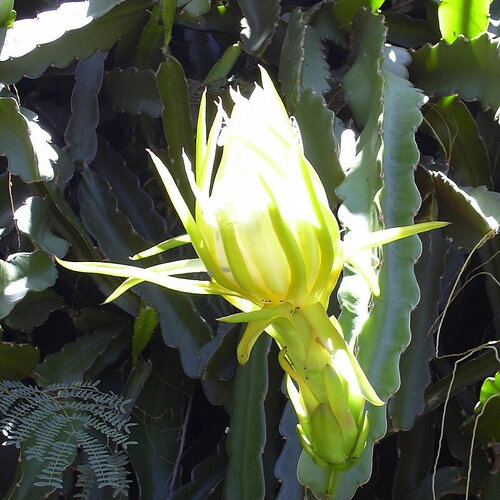 3 graines pitaya hylocereus undatus, fruit du dragon blanc