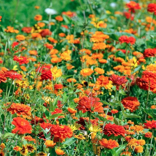 Mélange 50 graines fleurs, camaïeu orange prairie, mix fleurs