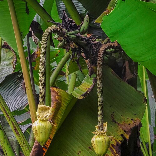 3 graines musa borneensis var. flavida, bananier