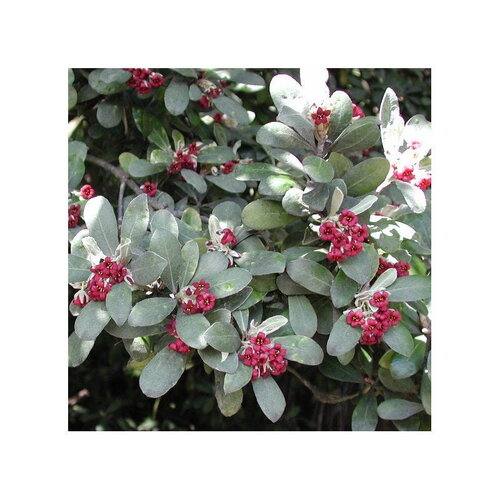 7 graines de karo, pittosporum crassifolium
