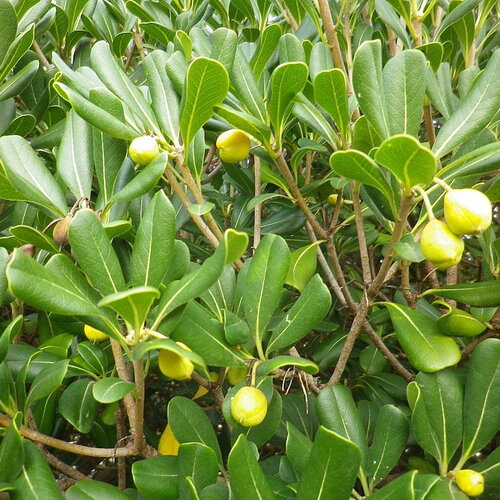 5 graines de pittosporum tobira, pittospore du japon