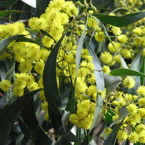 3 graines acacia pycnantha, mimosa doré