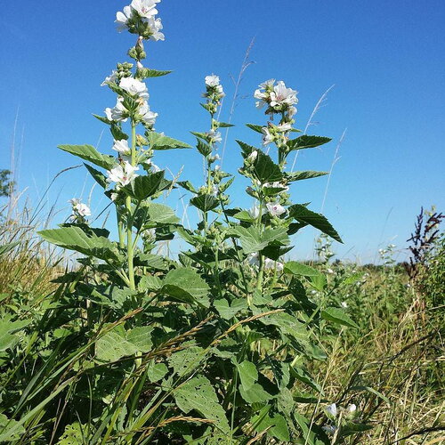 5 graines de guimauve officinale, althaea officinalis, guimauve sauvage, mauve blanche