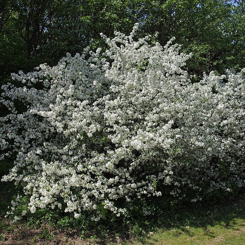 3 graines malus sargentii, pommier de sargent, pommetier de sargent