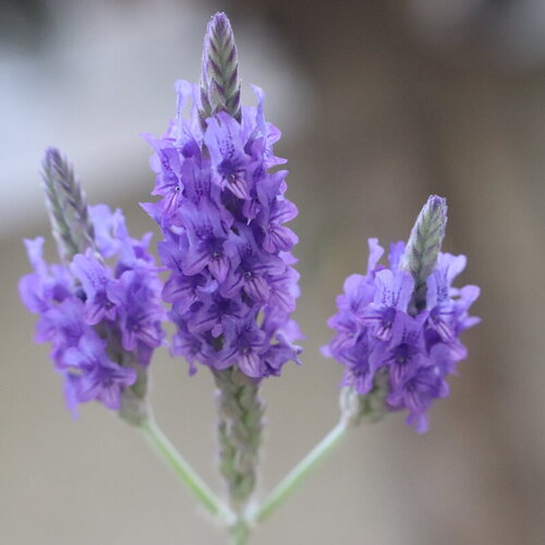 20 graines lavandula multifida, lavande multifide