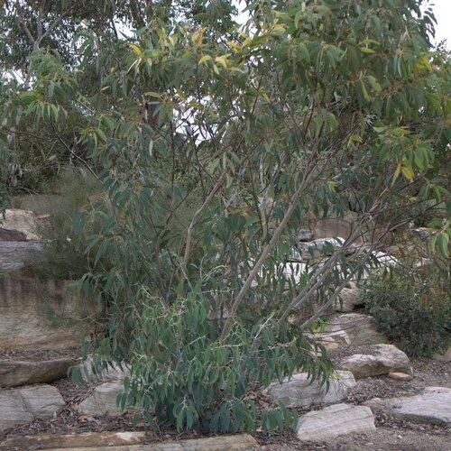 5 graines eucalyptus luehmanniana
