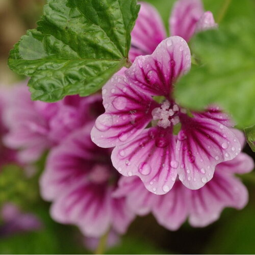 20 graines de mauve sylvestre, mauve de mauritanie, malva sylvestris ssp mauritiana