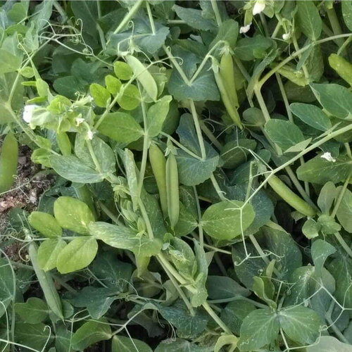 30 graines de petit pois nain petit provençal, pisum sativum