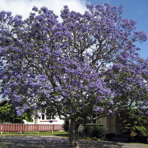 3 graines de flamboyant bleu, jacaranda mimosifolia