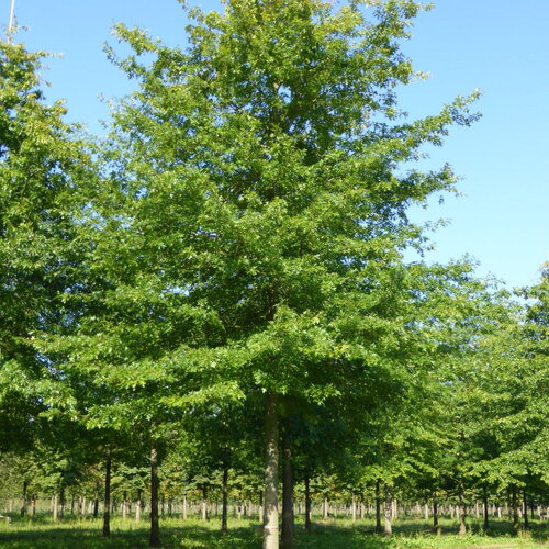 4 graines de chêne des marais, chêne à épingles, quercus palustris