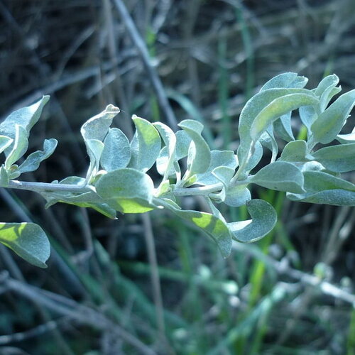 10 graines atriplex halimus, arroche halime, pourpier de mer, arroche marine