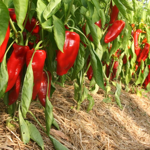 25 graines de poivron doux corno di toro rosso, capsicum annuum