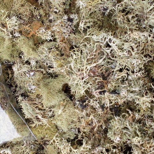 20 grammes de lichen en vrac, décoration, diy, artisanat, naturel, création végétale