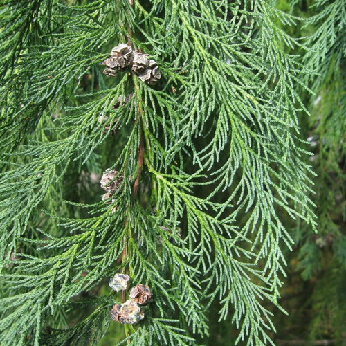 10 graines de cyprès de lawson, chamaecyparis lawsoniana