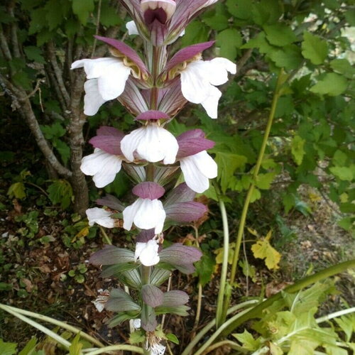 5 graines acanthe, acanthus mollis, acanthacées, acanthaceae, akantha