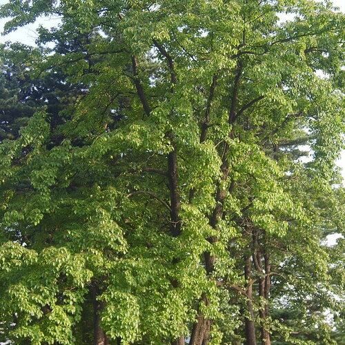 3 graines cornus walteri, cornouiller de walter
