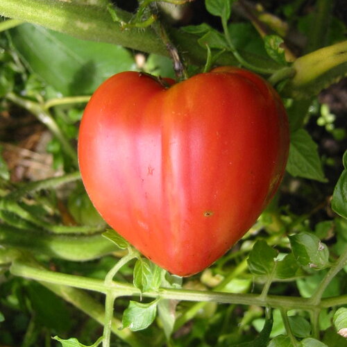 20 graines de tomate &quot;coeur de boeuf&quot;, solanum lypersicum