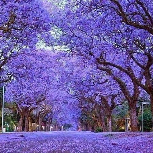 Rare 50 graines de paulownia tomentosa