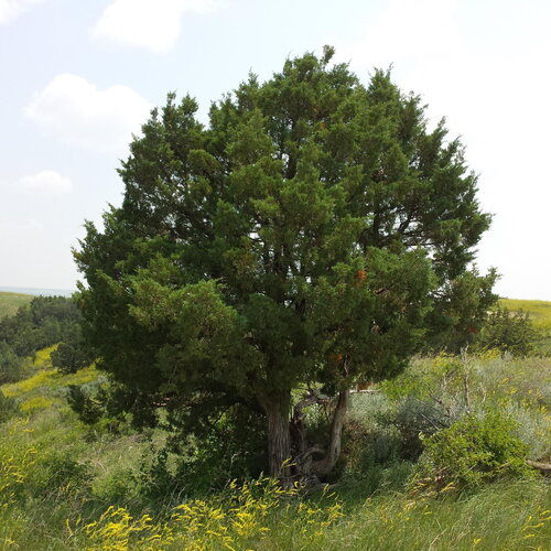 3 graines de genévrier des rocheuses, juniperus scopulorum
