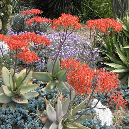 3 graines d'aloe striata d'afrique du sud