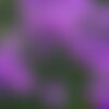 3 graines de aster amellus &quot;rudolf goethe&quot;, aster d'italie