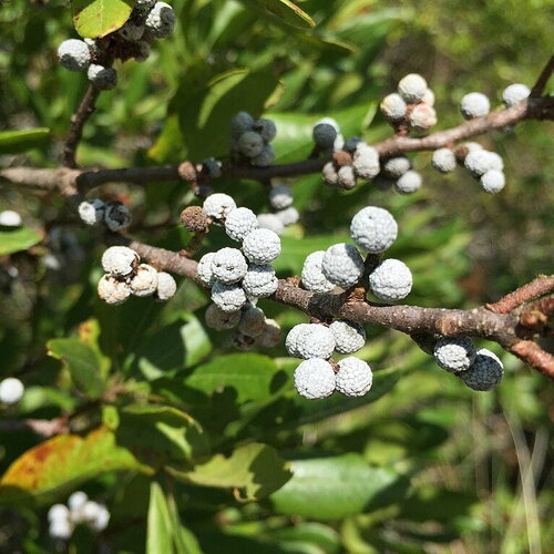 3 graines myrica pensylvanica, myrique de pennsylvannie, morella pensylvanica, bayberry