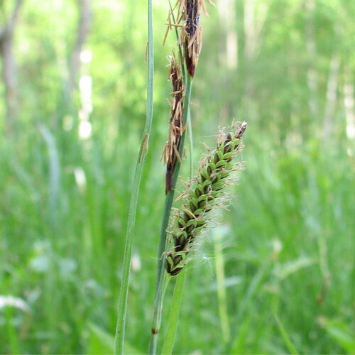 25 graines de carex flacca, laiche glauque