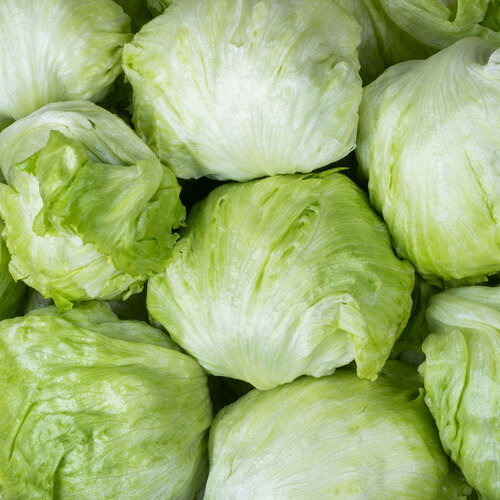 50 graines de laitue batavia &quot;iceberg&quot;, salade