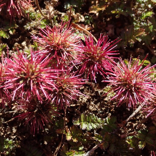 3 graines acaena microphylla, tapis de cuivre